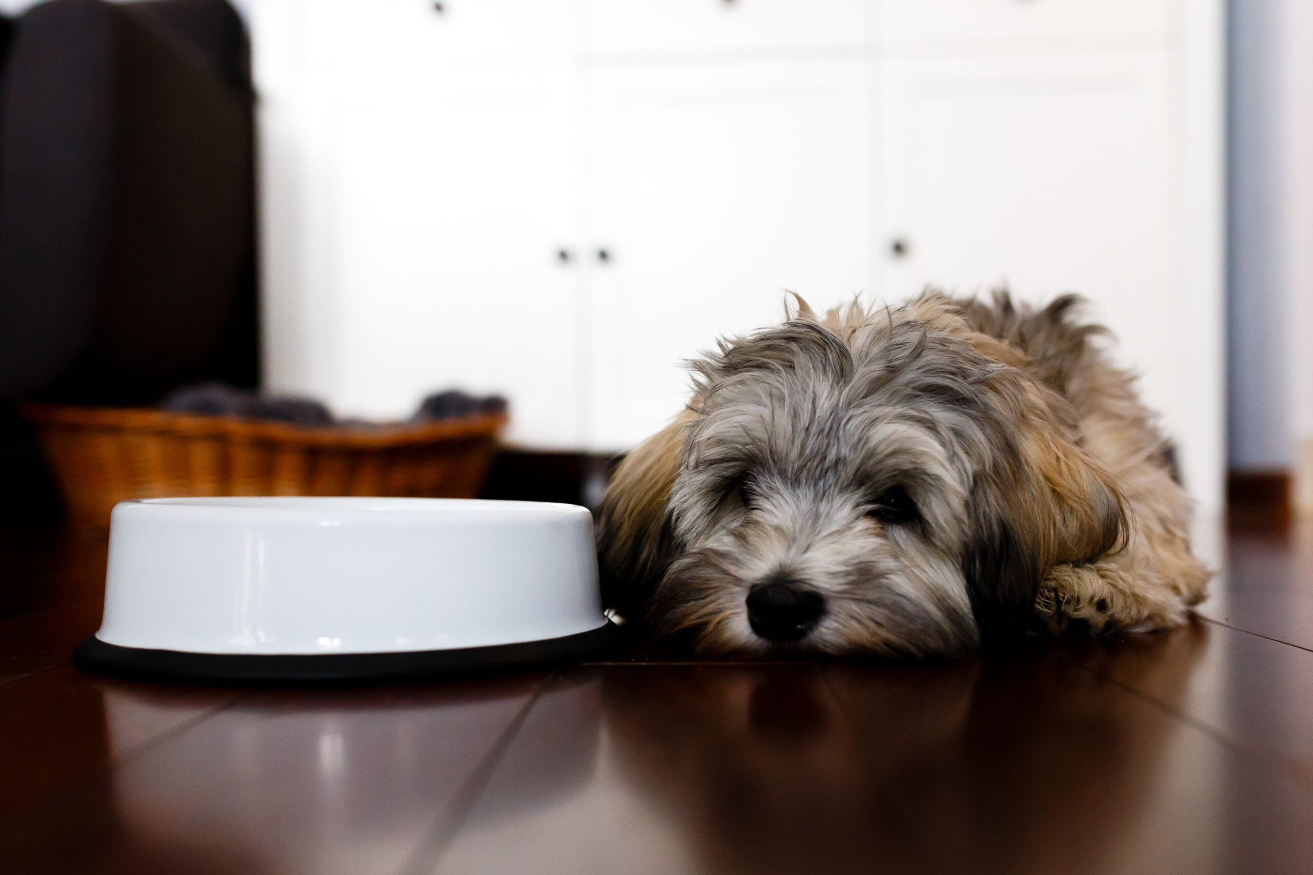 Miska emaliowana dla pupila