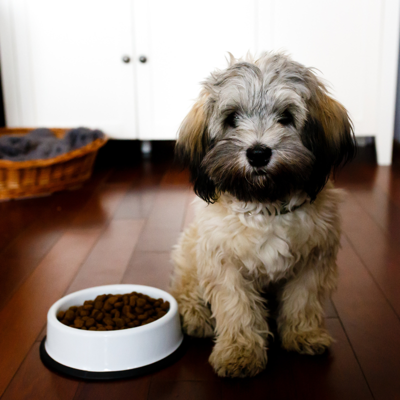 Emaliowana miska dla psa